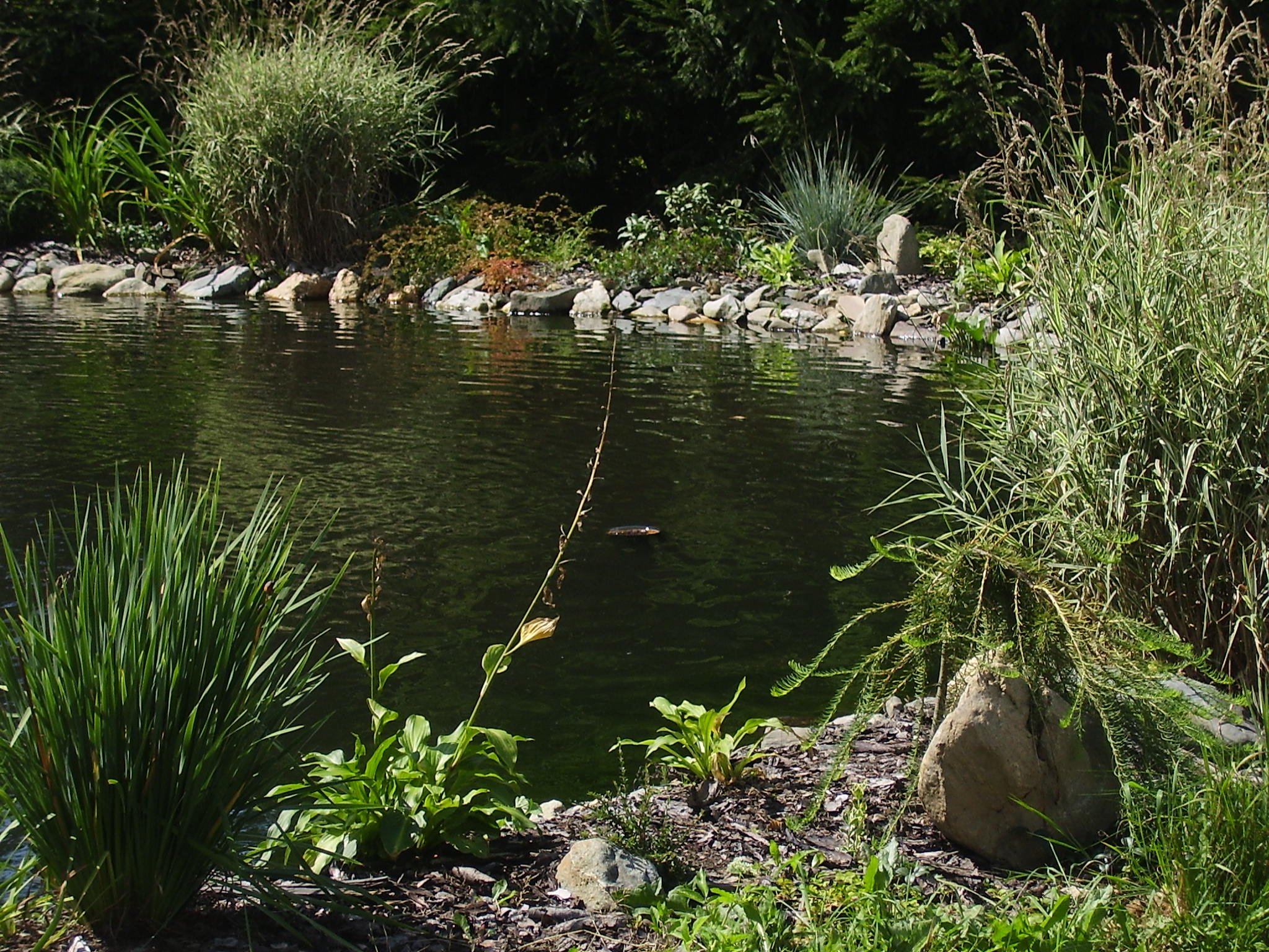 P8180021.5.JPG
